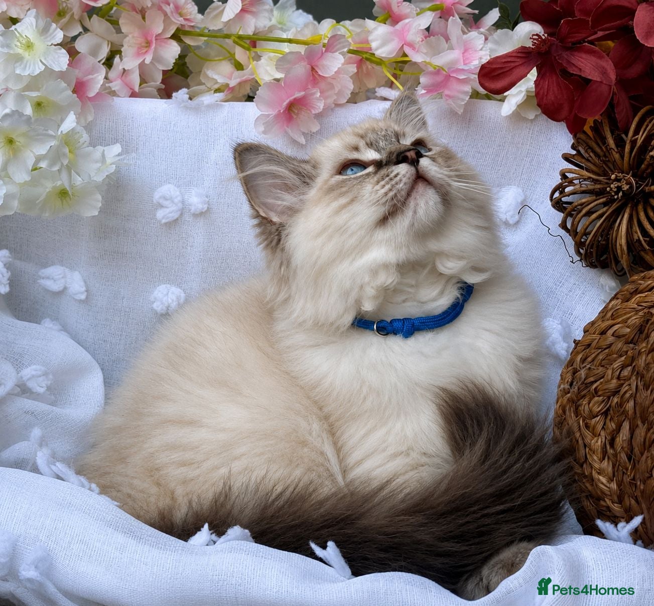Ragdoll cats Ready Now - Stunning TICA-Registered Ragdoll Boys - Advert 2