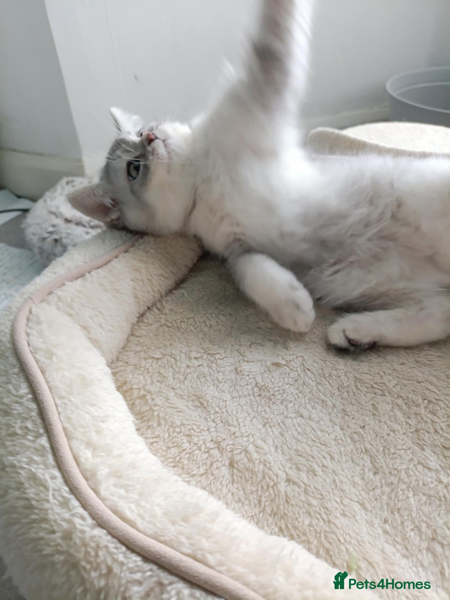 British Shorthair cats Sweet kitten  - Advert 7