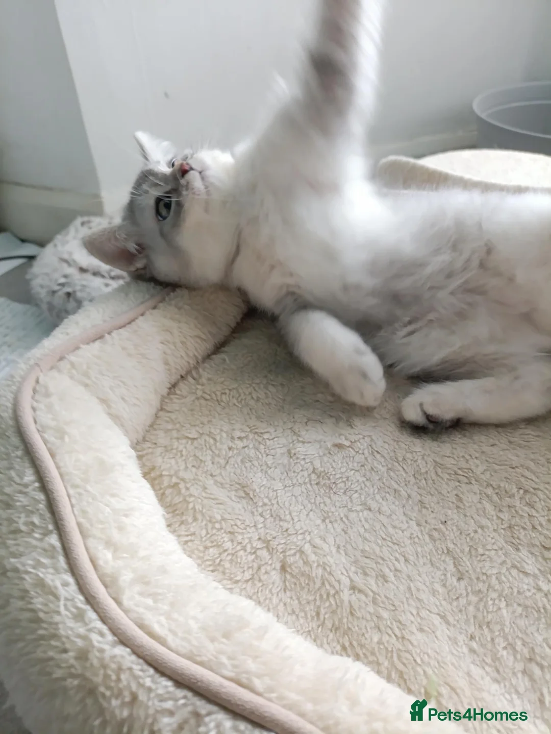 British Shorthair cats for sale: Sweet kitten  - Advert 1
