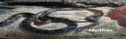 Corn Snake reptiles for sale: Baby Corn Snakes of various colours. in Hastings - Advert 3