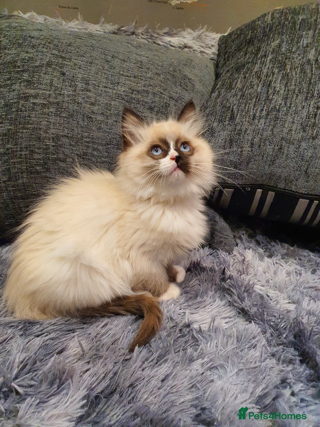 Ragdoll cats for sale: 💖Beautiful GCCF Registered Ragdoll Kittens💖 - Advert 13