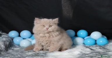 British Longhair cats - Advert 2