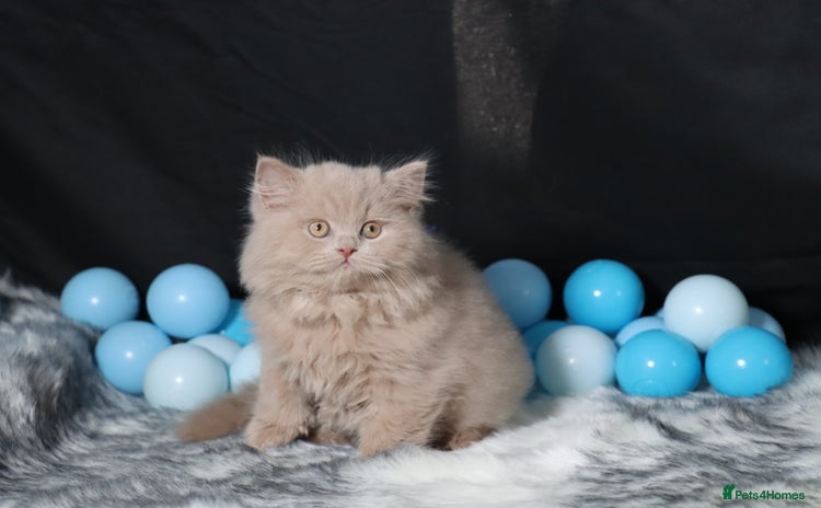 British Longhair cats - Advert 1