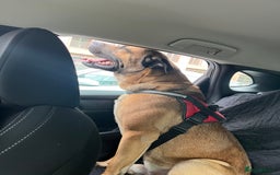 Mixed Breed dogs for sale: Large dog for loving home - Image 6