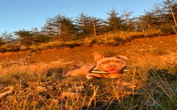 American Bully dogs for sale: Female Micro Bully.  - Image 2