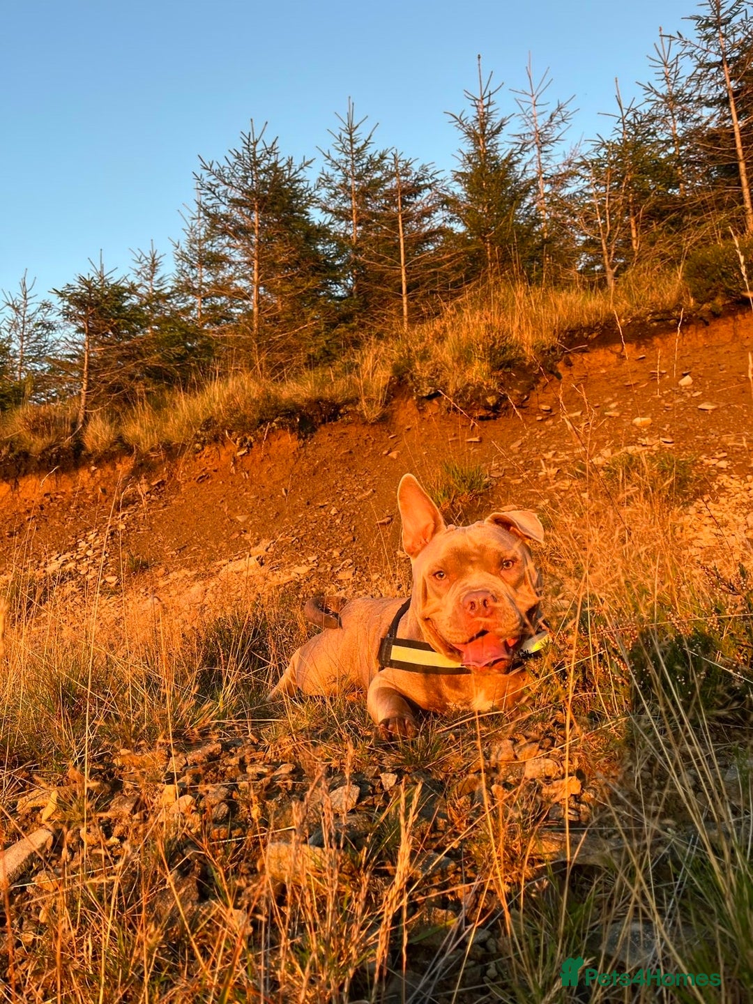 American Bully dogs for sale: Female Micro Bully.  - Image 2