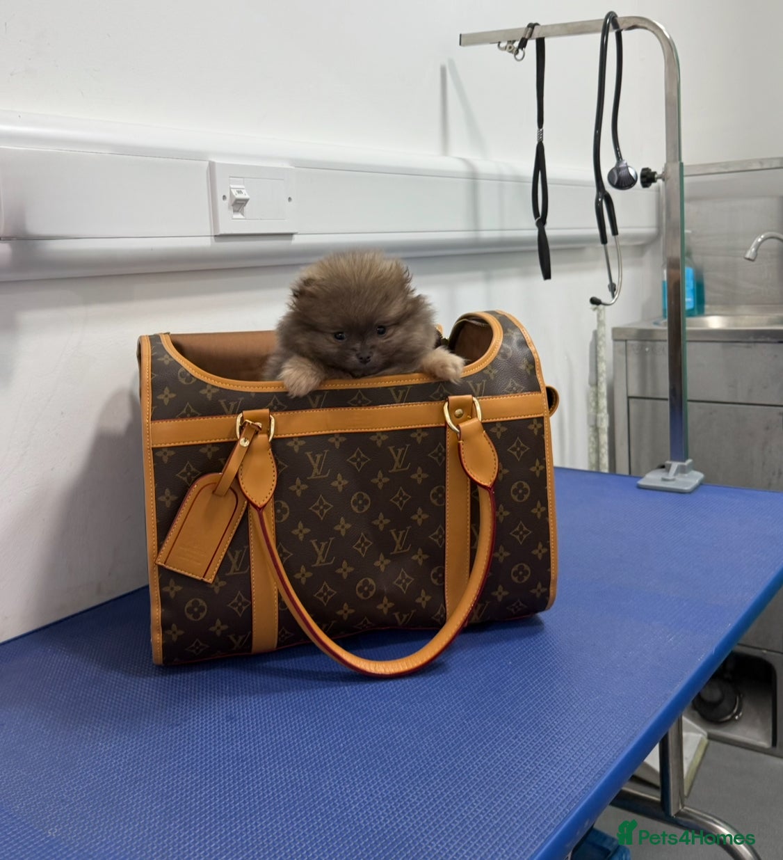 Pomeranian dogs Unique Blue and tan girl 💖 - Advert 11