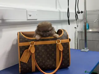 Pomeranian dogs Unique Blue and tan girl 💖 - Advert 6