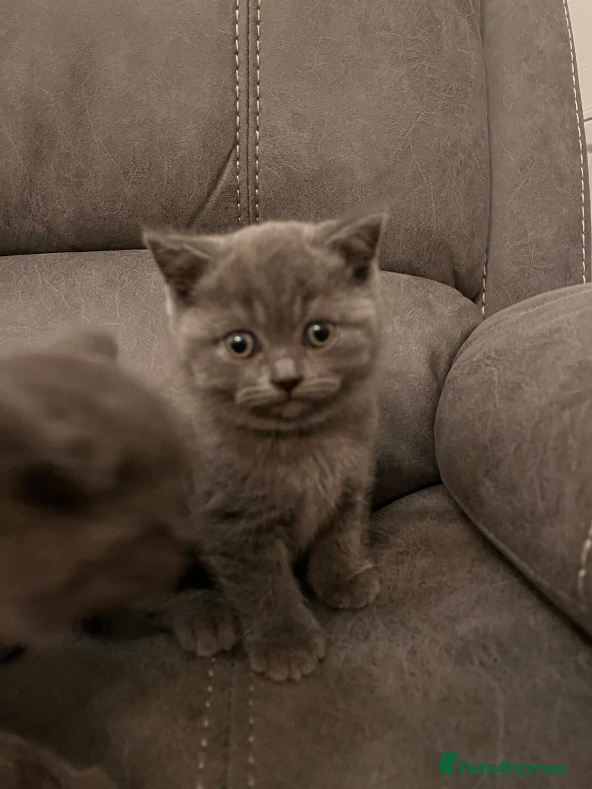 British Shorthair cats Pedigree BSH fluff balls  - Advert 6