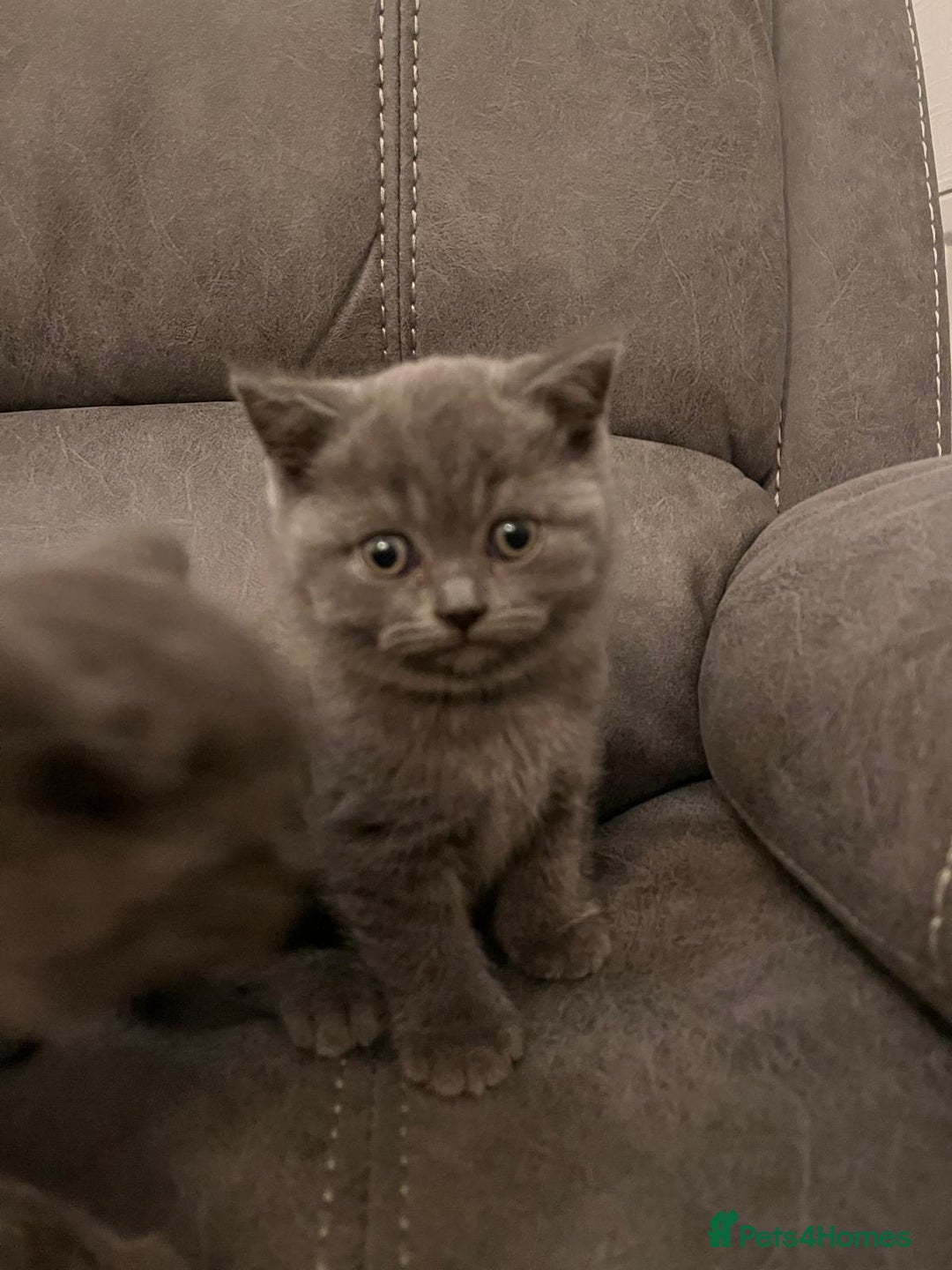 British Shorthair cats for sale: Pedigree BSH fluff balls  - Advert 1