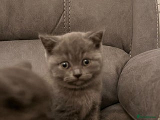 British Shorthair cats Pedigree BSH fluff balls - Advert 6