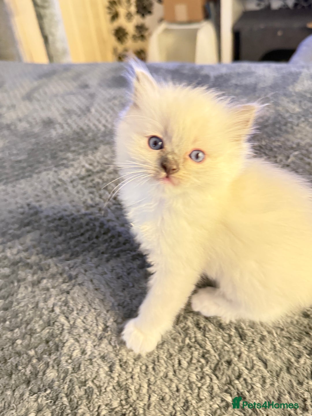 Ragdoll cats for sale: *** Pure Male Ragdoll Kitten For Sale *** - Advert 3