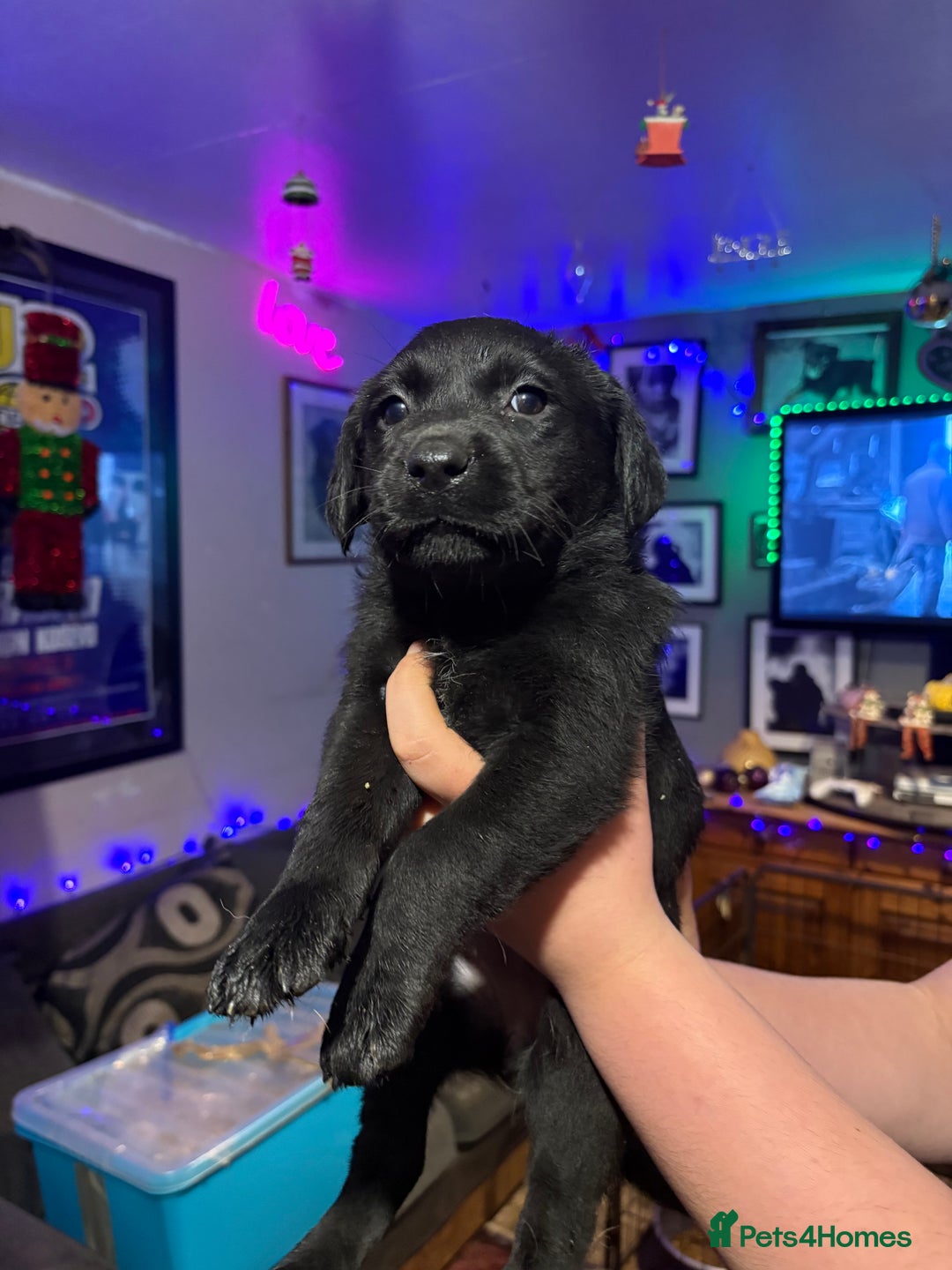 Labrador Retriever dogs for sale: Labrador girl’s ready now  - Advert 14