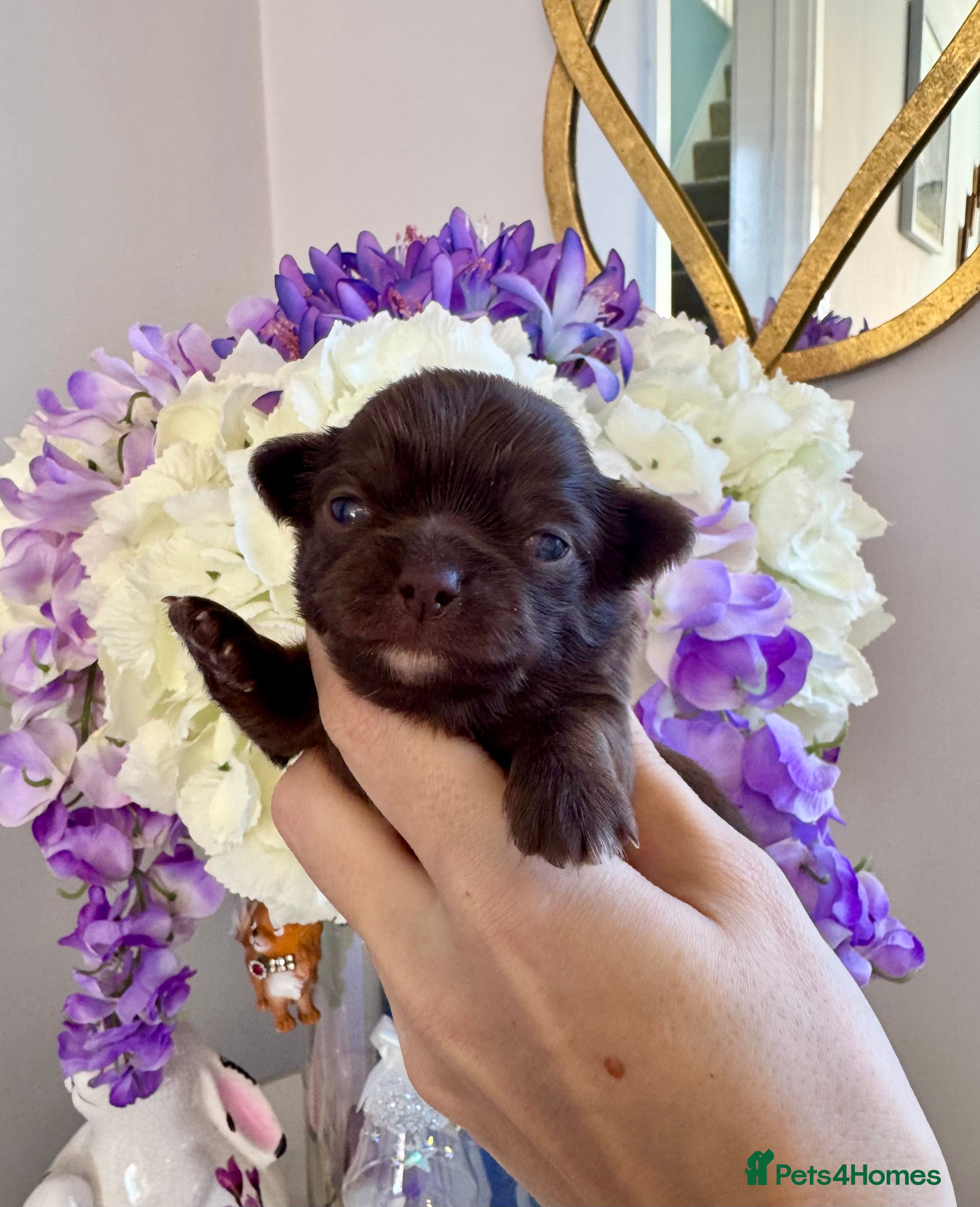 Chihuahua dogs 🤎 Exotic KC LC chocolate chihuahuas 🤎 - Advert 2