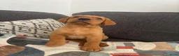 Labrador Retriever dogs for sale: Beautiful KC registered Labrador retriever puppies in Swansea - Advert 23