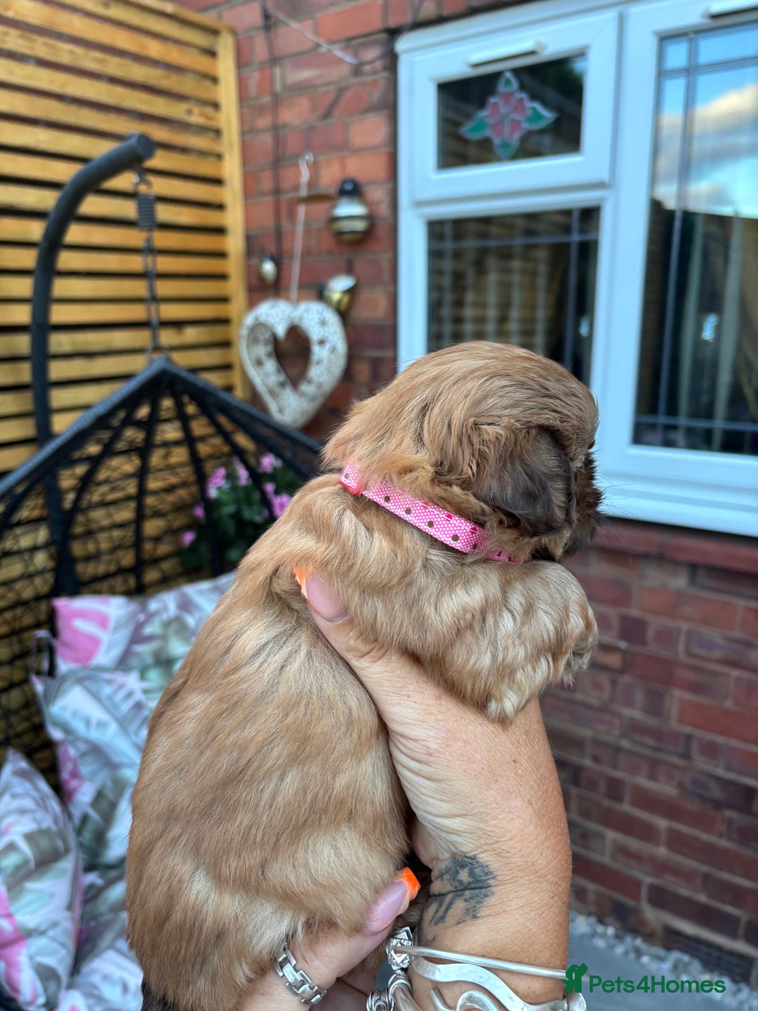 Shih Tzu dogs for sale: Shihtzu imperial  - Image 9