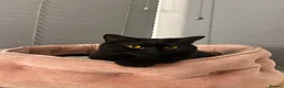 British Shorthair cats for sale: GCCF registered Black British Shorthair Kitten - Advert 3