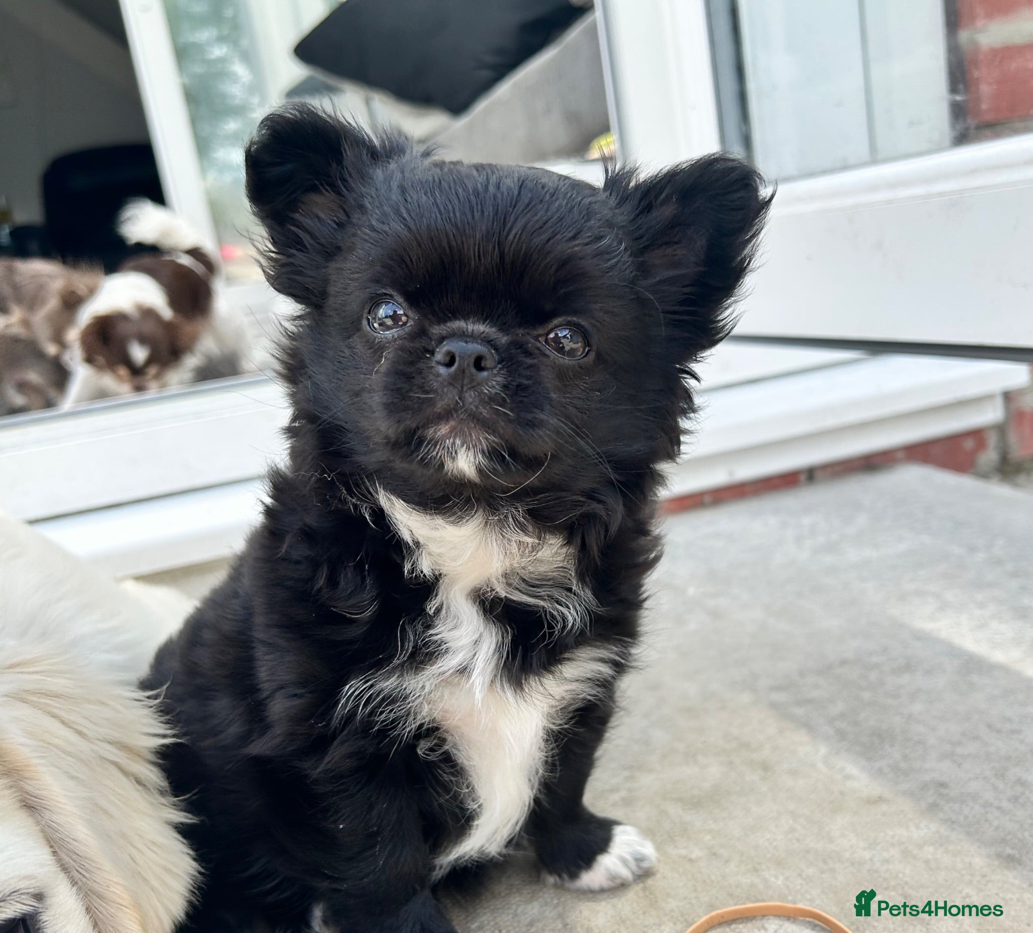 Chihuahua dogs KC LONG COAT CHIHUAHUAS - Advert 2