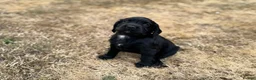 Cocker Spaniel dogs for sale: Excellent Litter of KC reg Working Cocker Spaniels in Doncaster - Advert 12