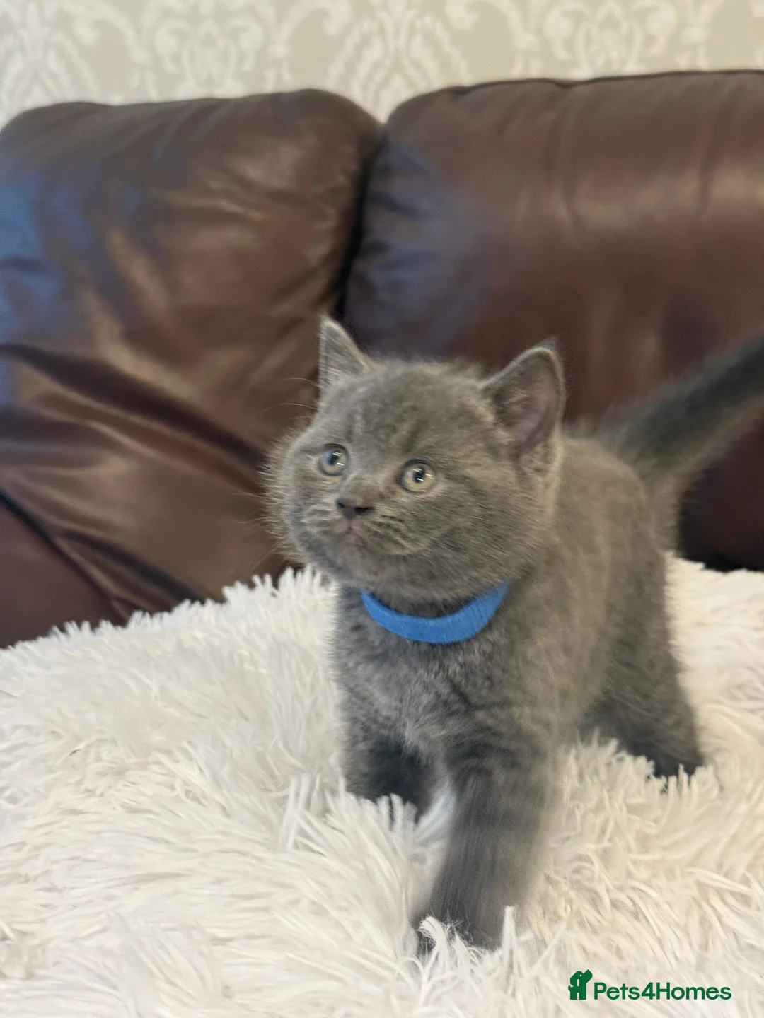 British Shorthair cats for sale: READY TO LEAVE⭐️♥️NW LONDON ♥️⭐️ - Advert 30