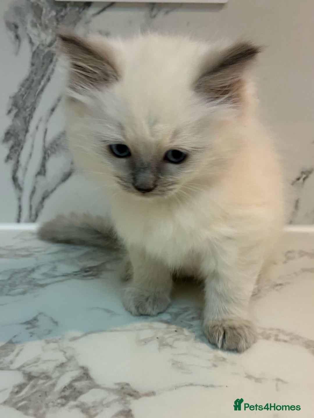 Ragdoll cats for sale: 🐾 1 Ragdoll Kitten (F) Left! - Parents GCCF 🐾 - Advert 33