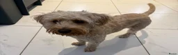 Mixed Breed dogs for sale: Poochon (X) - Advert 3