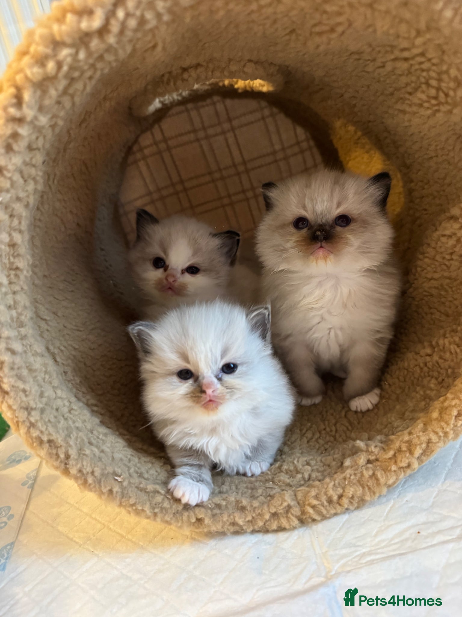 Ragdoll cats 🩵🩵🩵🩵🩵🩷 - Advert 18