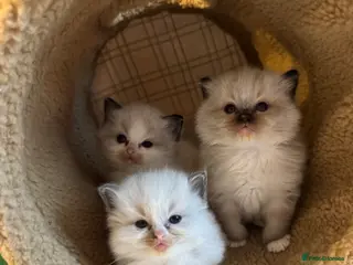Ragdoll cats 🩵🩵🩵🩵🩵🩷 - Advert 18