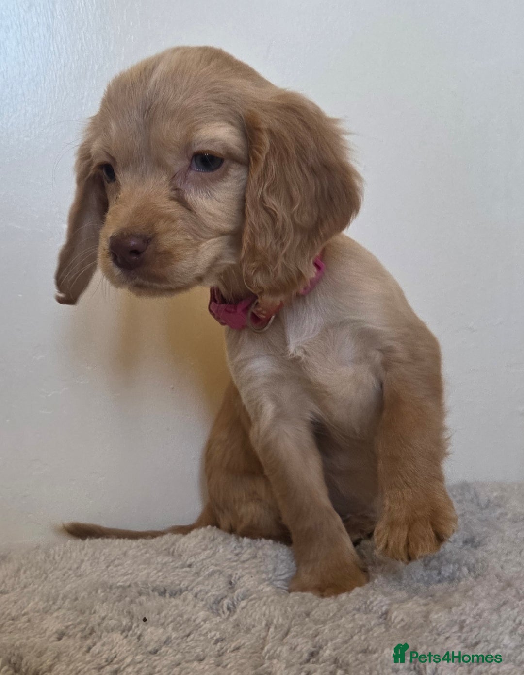 Cocker Spaniel dogs for sale: 6 cocker spaniel pups  - Advert 3