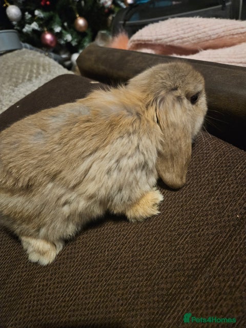 Mini Lop rabbits Mini lop bunnies  - Advert 15