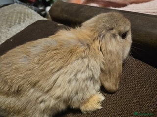 Mini Lop rabbits Mini lop bunnies - Advert 15