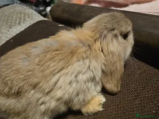 Mini Lop rabbits Mini lop bunnies - Advert 15