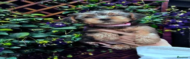 Yorkshire Terrier 2 - Baby Pink