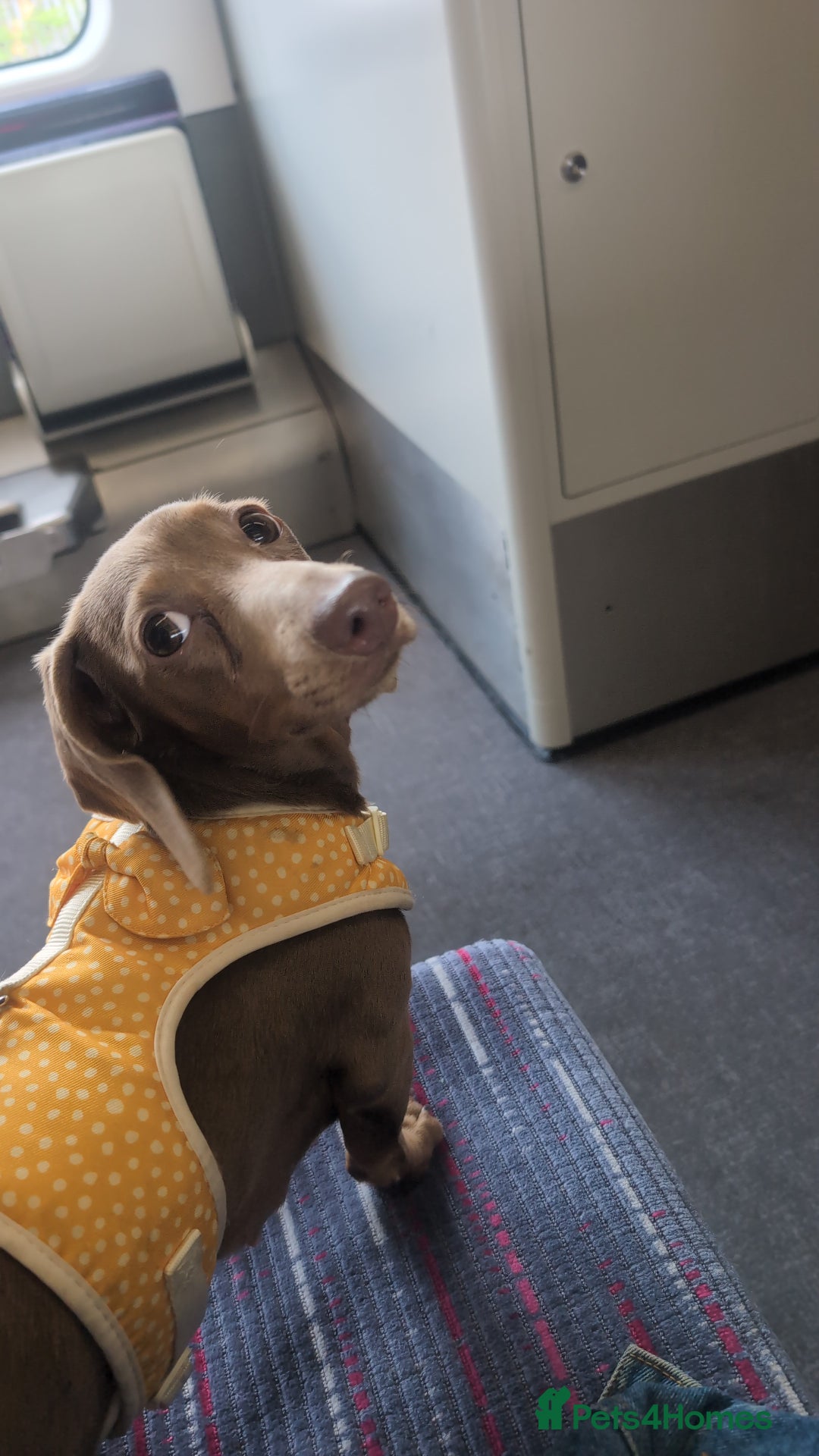Miniature Dachshund dogs for sale: Winnie Miniature dachshund for sale  - Image 5