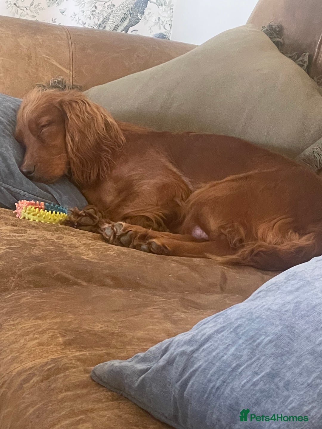 Cocker Spaniel dogs for sale: Ruby Red Cockers - Image 9