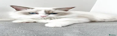 Ragdoll 1