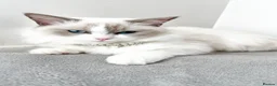 Ragdoll cats for sale: Blue Bi Colour Ragdoll - 16 months old in Purley - Advert 3