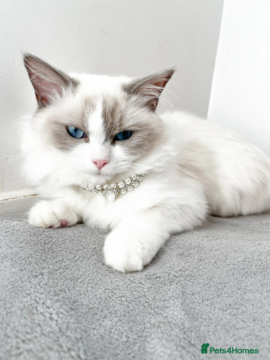 Ragdoll cats for sale: Blue Bi Colour Ragdoll - 16 months old in Purley - Advert 3