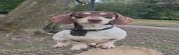 Miniature Dachshund dogs for stud: Kinder piebald miniature dachshund stud kc in Blackburn - Advert 11
