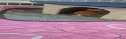 Guinea Pig rodents for sale: Two bonded female guinea pigs  - Advert 9