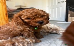 Cavapoo dogs for sale: Cavapoo Puppies  - Image 13