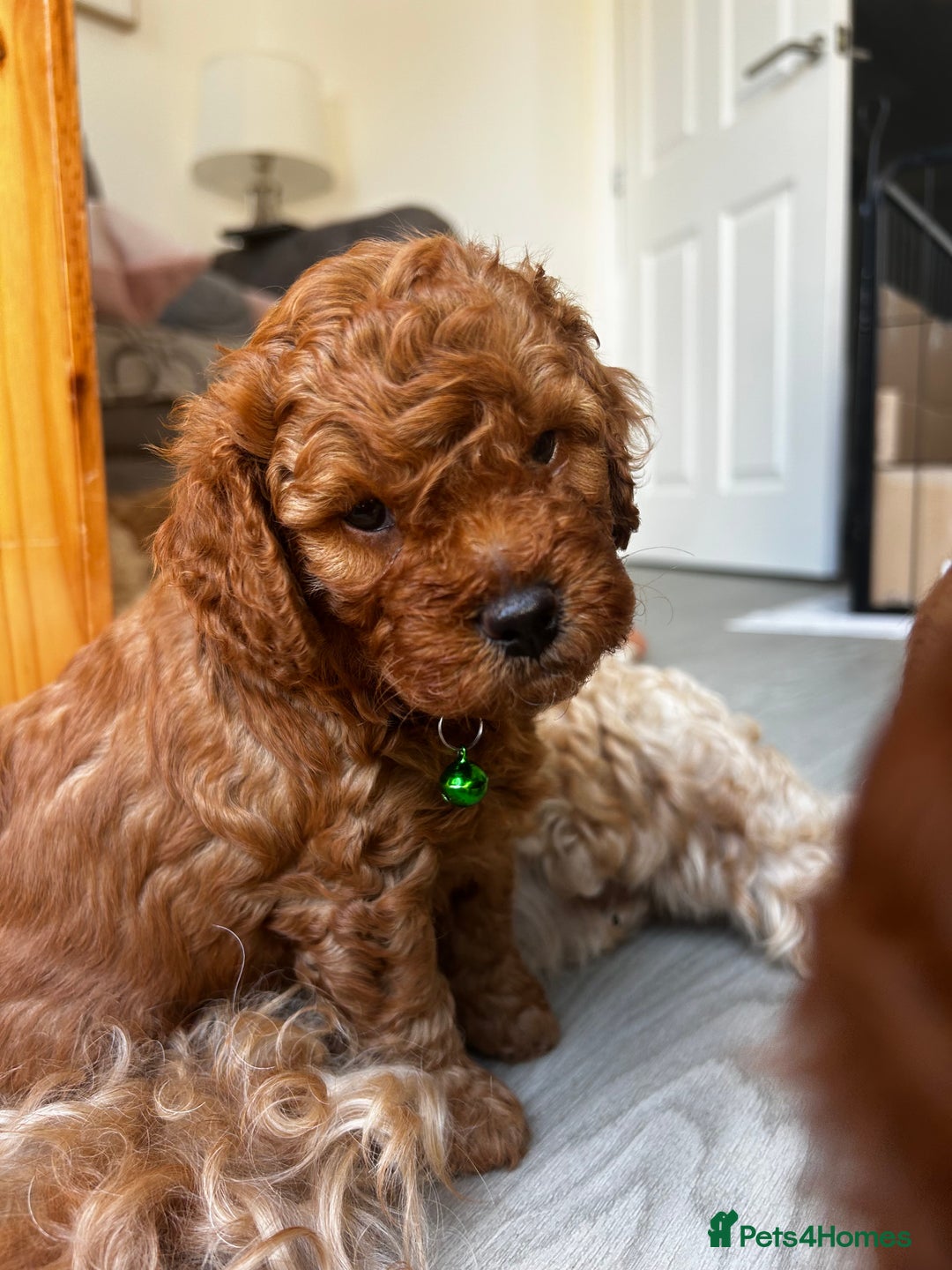 Cavapoo dogs for sale: Cavapoo Puppies  - Image 13