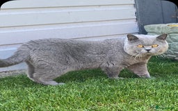 British Shorthair cats for stud: 💙 BLUE STUD EAST MIDLANDS 💙 in Derby - Image 3