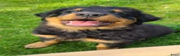Rottweiler dogs for sale: Long Haired Fluffy Rottie Pups. Full Health Tested - Advert 2