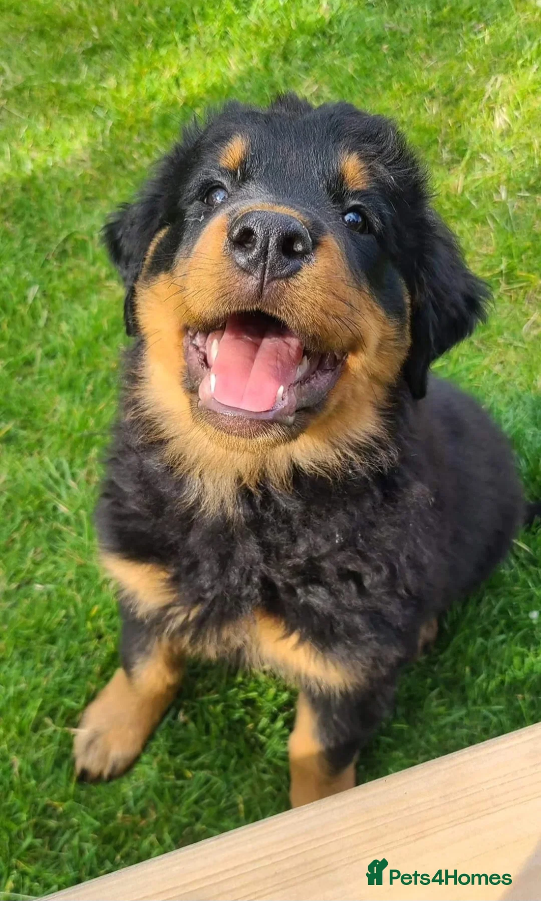 Rottweiler dogs for sale: Long Haired Fluffy Rottie Pups. Full Health Tested - Advert 2