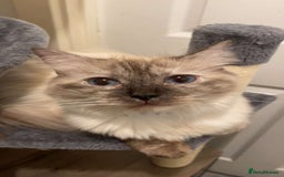 Ragdoll cats for sale: 14 month old female tortie ragdoll  - Advert 4