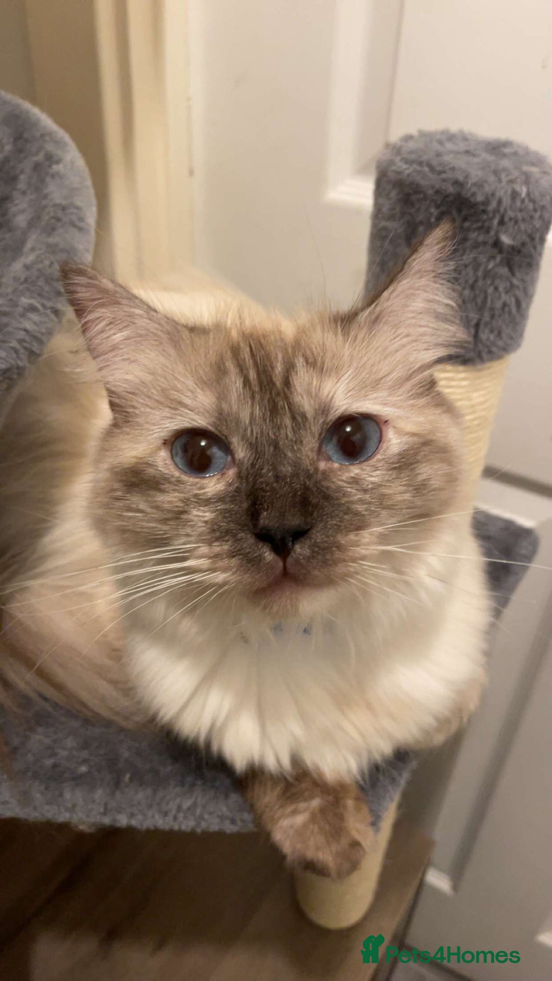 Ragdoll cats for sale: 14 month old female tortie ragdoll  - Advert 4