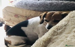 Beagle dogs for adoption: Poppy Beagle for adoption - Image 5