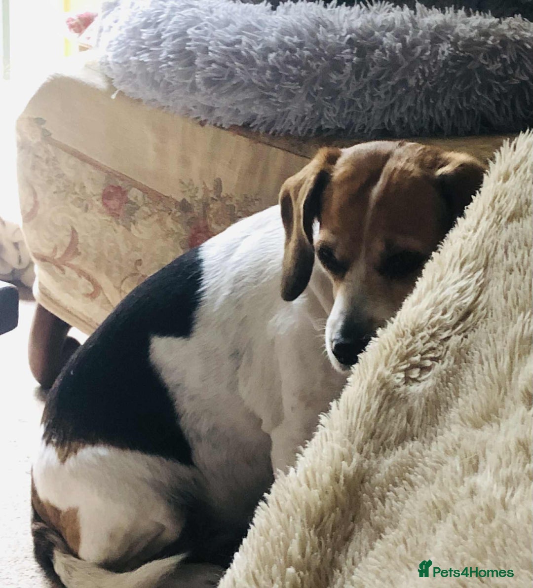 Beagle dogs for adoption: Poppy Beagle for adoption - Image 5