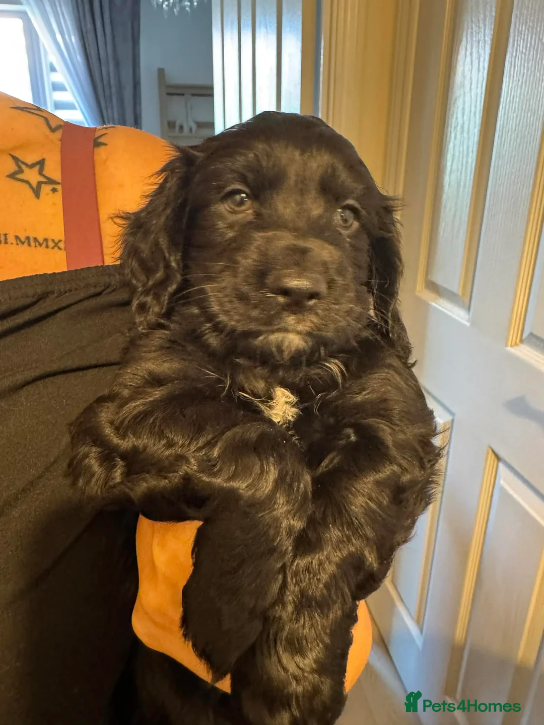 Mixed Breed dogs for sale: Beautiful Cocker Spaniel Cross Puppies – 2 Boys  in Bristol - Advert 2